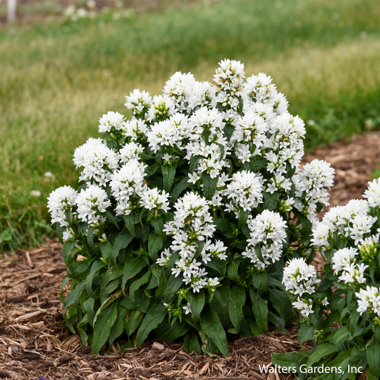 Angel Bells Bellflower