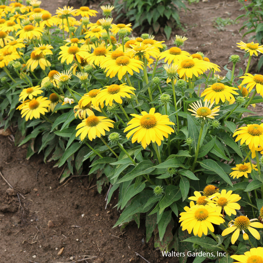 Sombrero Lemon Yellow Coneflower