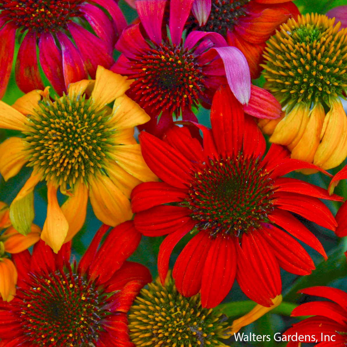 Cheyenne Spirit Coneflower