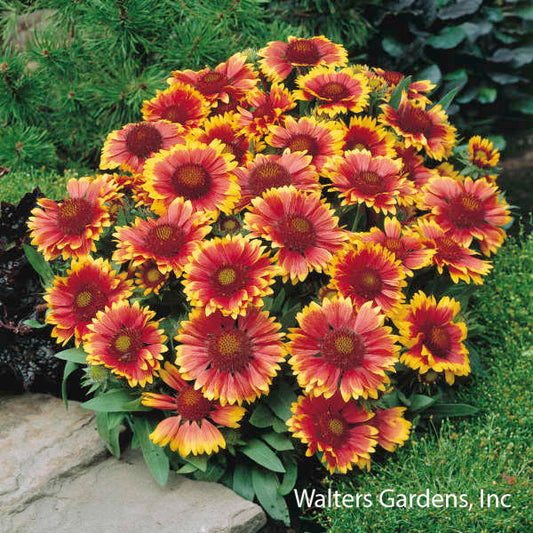 Arizona Sun Blanket Flower