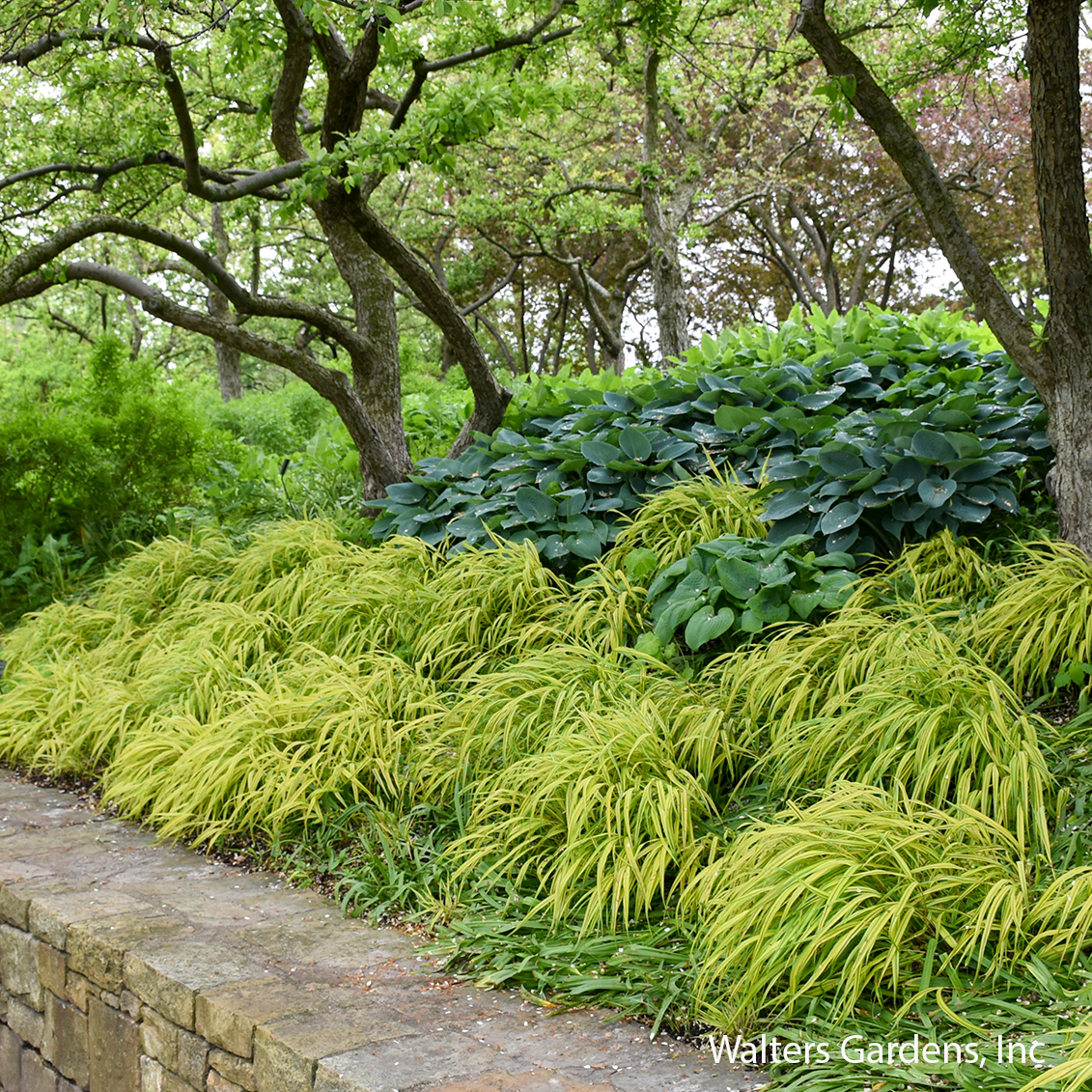 Aureola Japanese Forest Grass