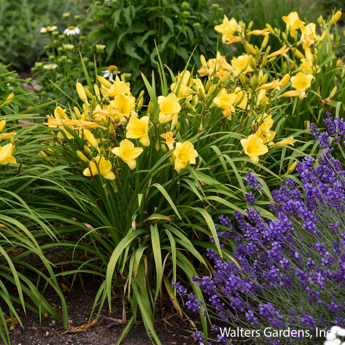 Happy Returns Daylily