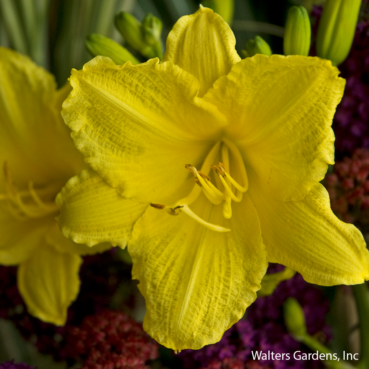 Happy Returns Daylily