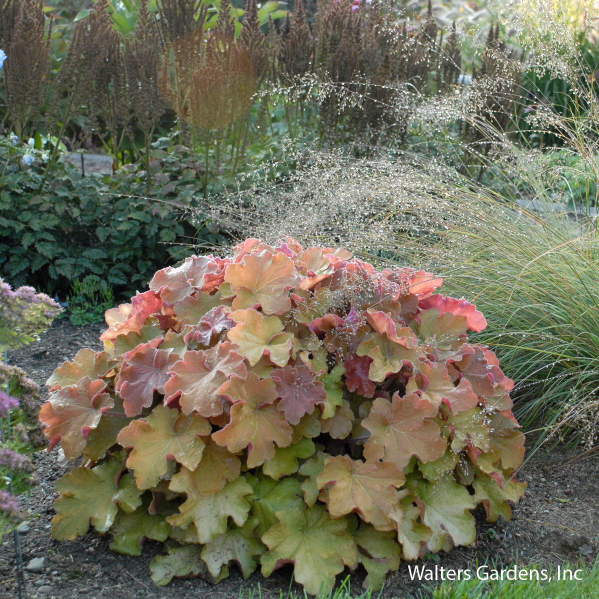 Caramel Coral Bells