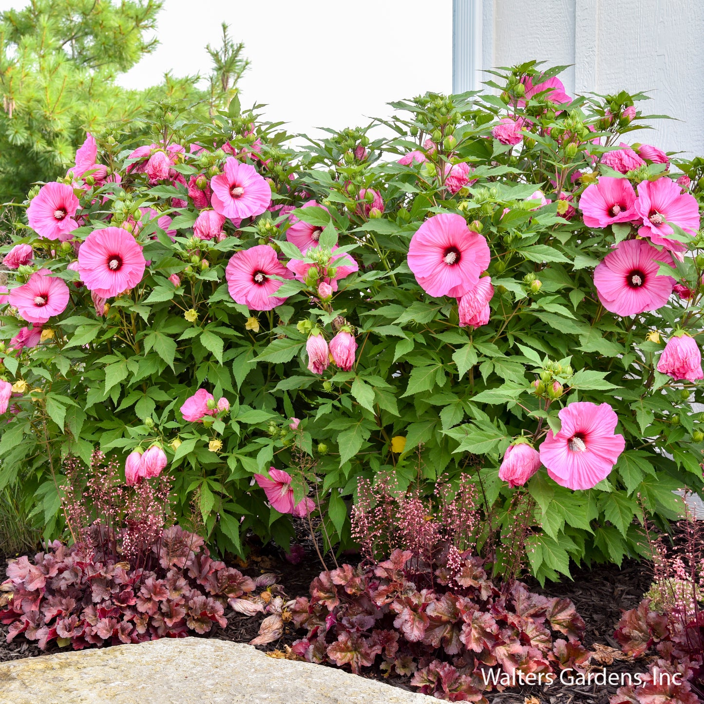 Candy Crush Hibiscus