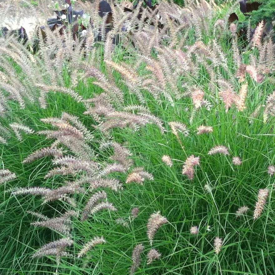 Karley Rose Dwarf Fountain Grass