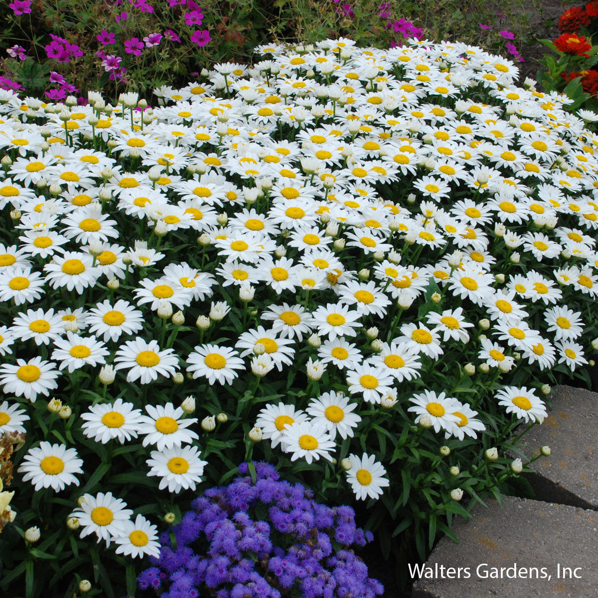 Snowcap Shasta Daisy