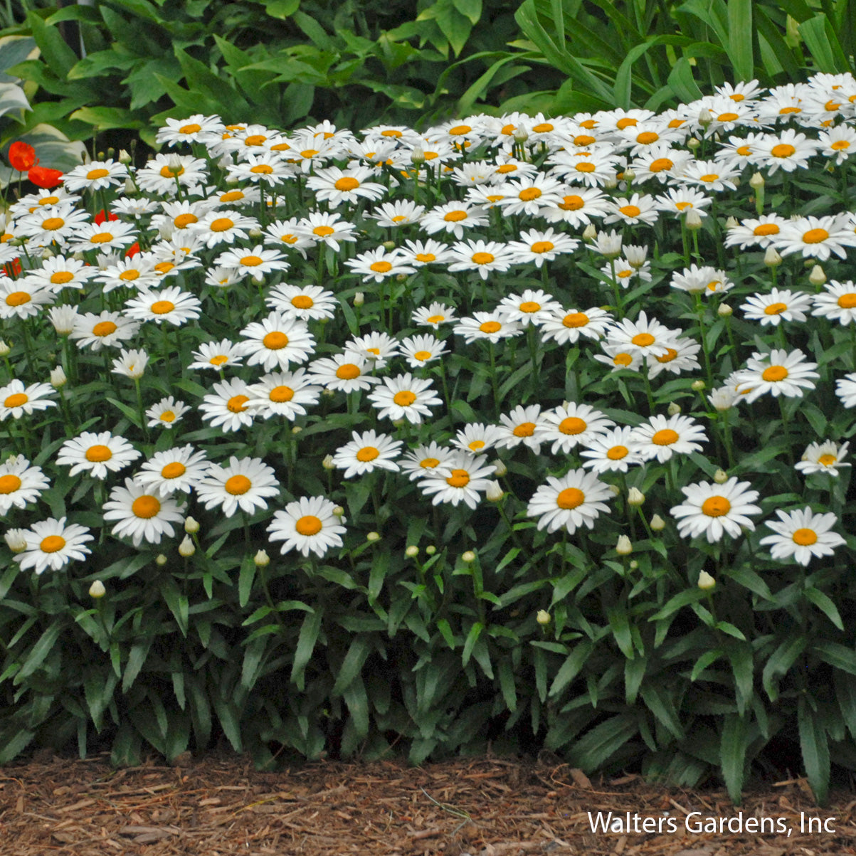 Snowcap Shasta Daisy