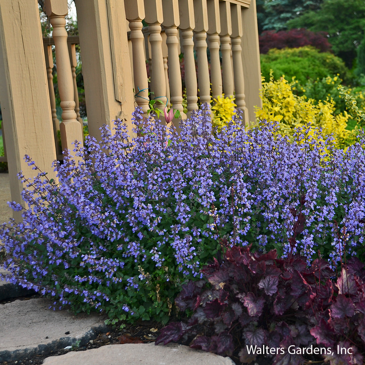 Purrsian Blue Catmint