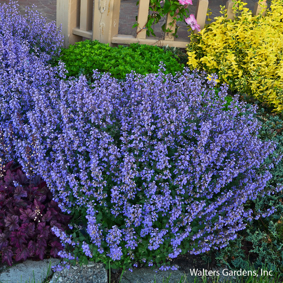 Purrsian Blue Catmint