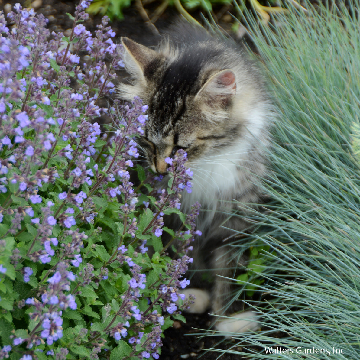 Purrsian Blue Catmint