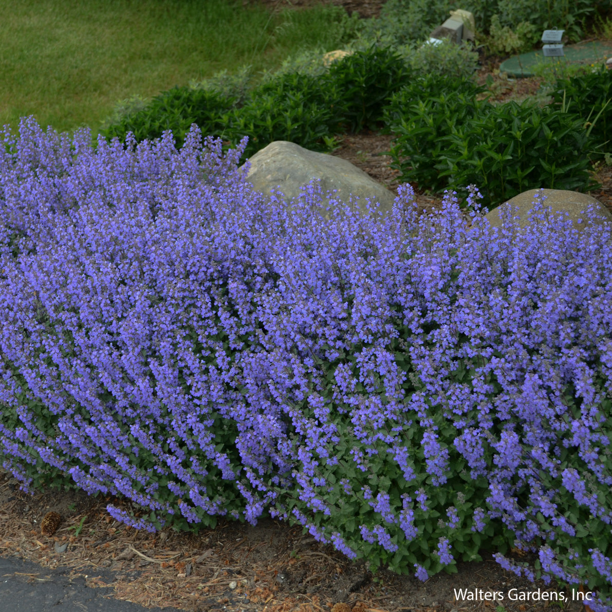 Purrsian Blue Catmint