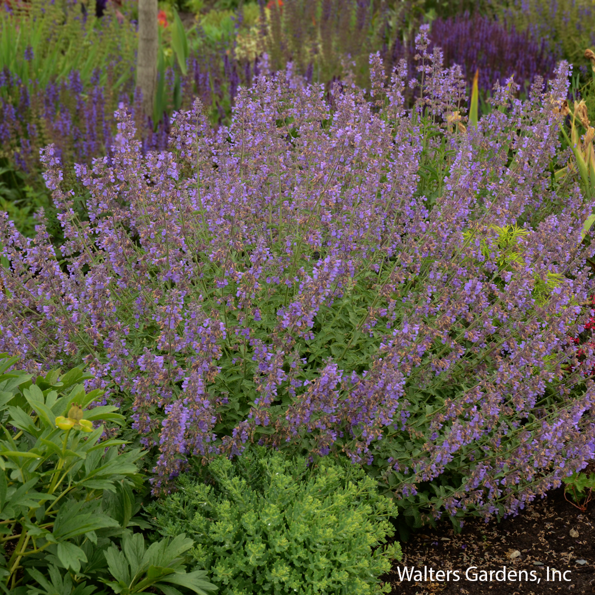 Walker's Low Catmint