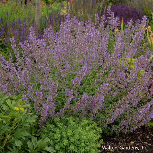 Walker's Low Catmint