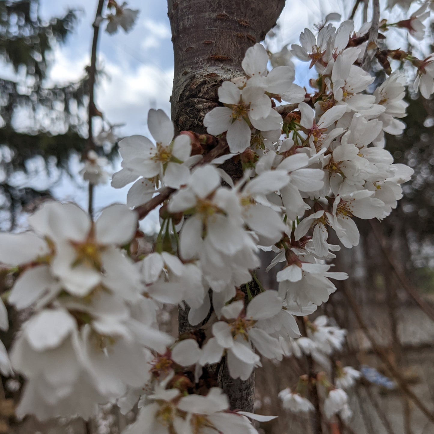 Snow Fountains Weeping Cherry