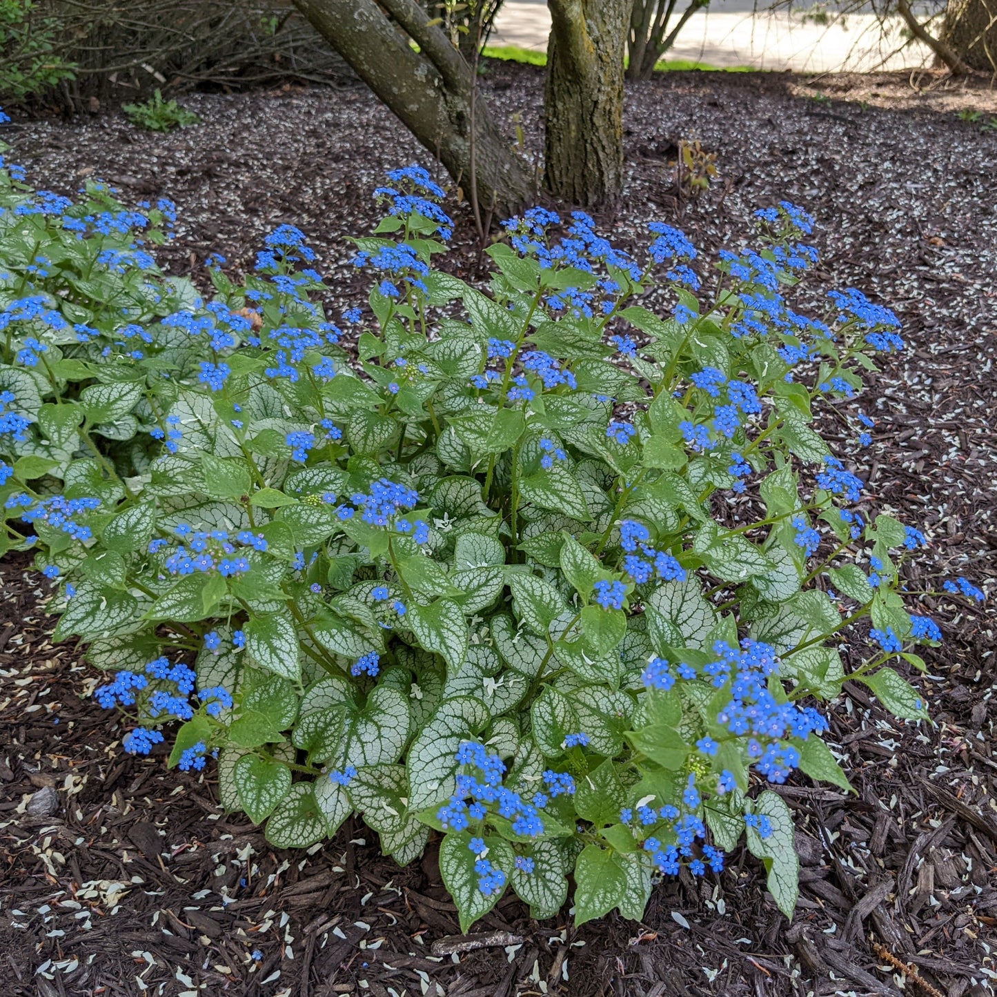 Jack Frost Brunnera