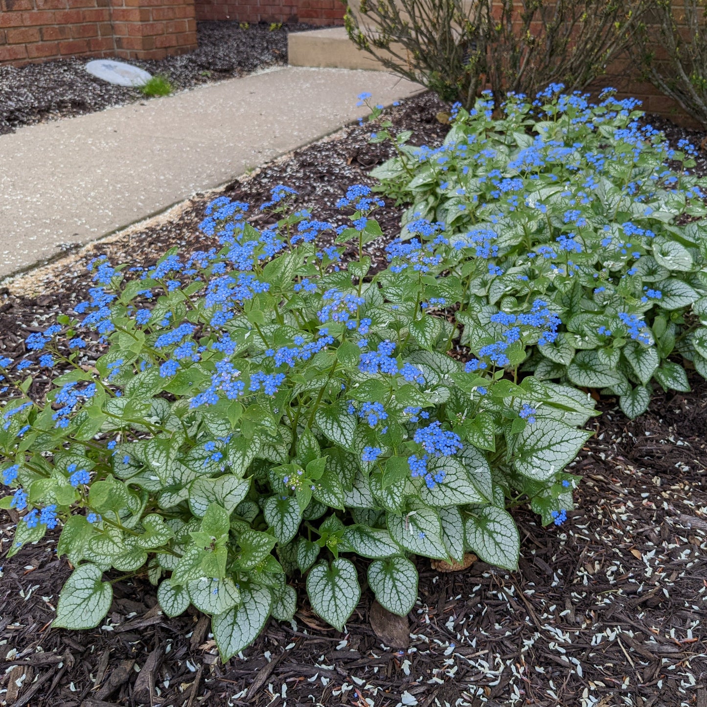 Jack Frost Brunnera