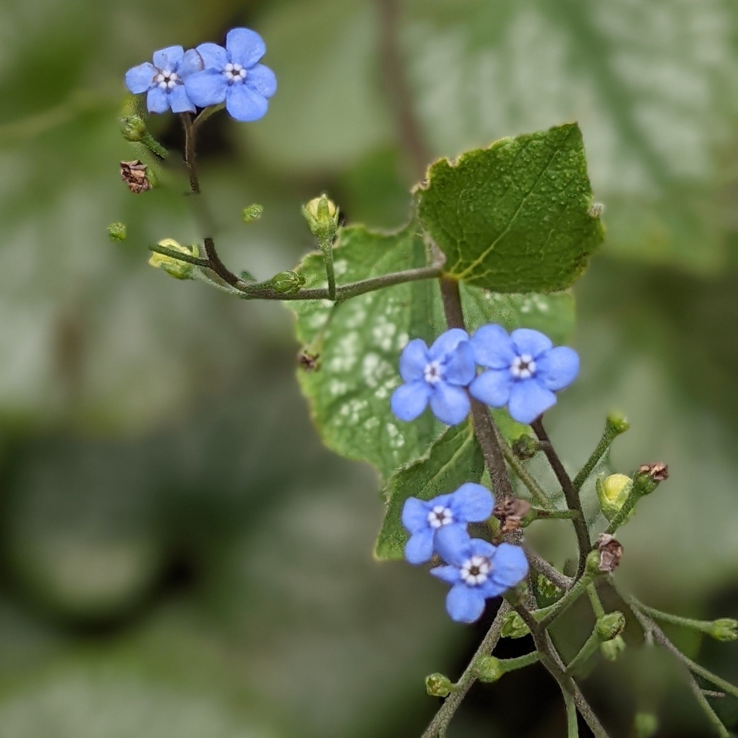 Jack Frost Brunnera