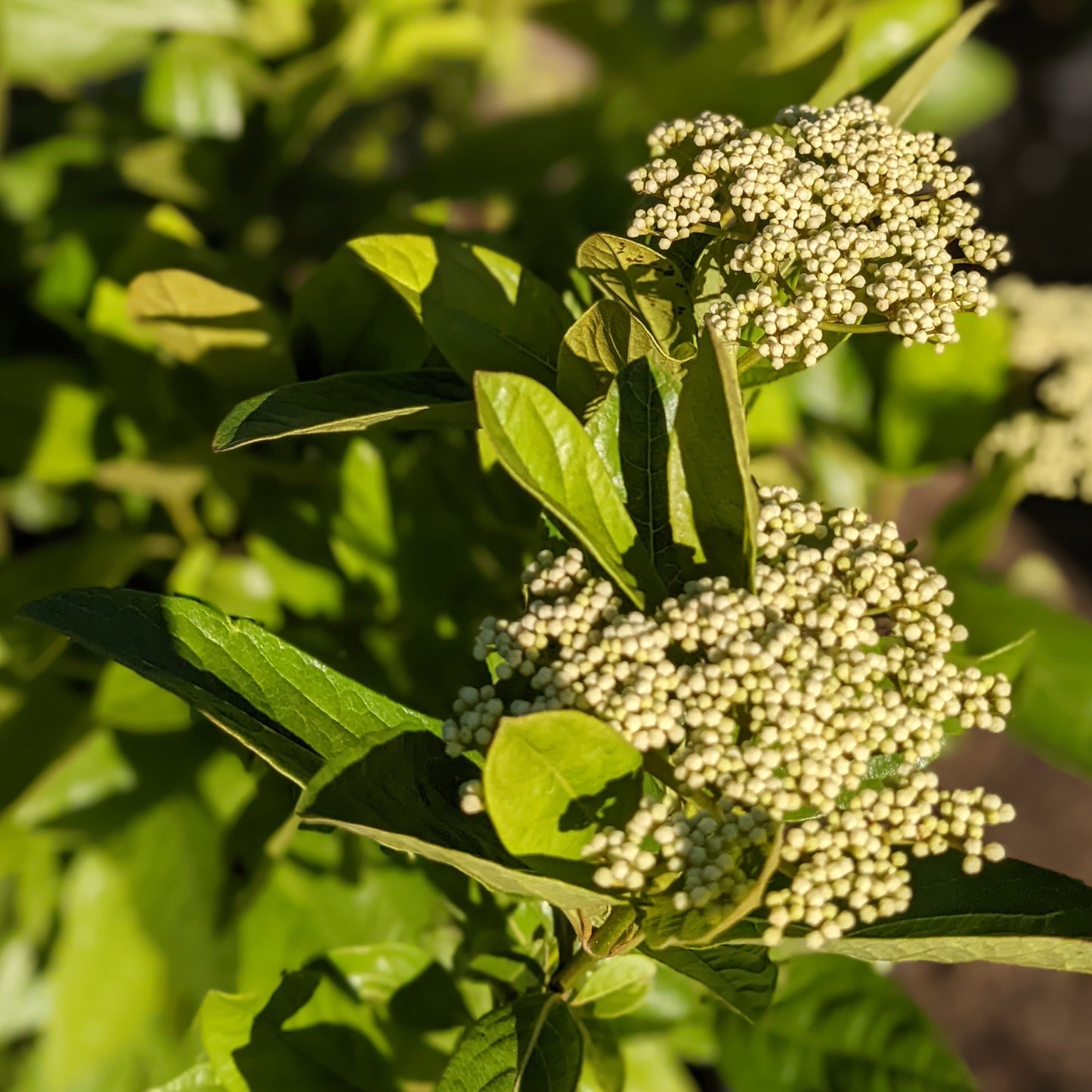 Winterthur Viburnum