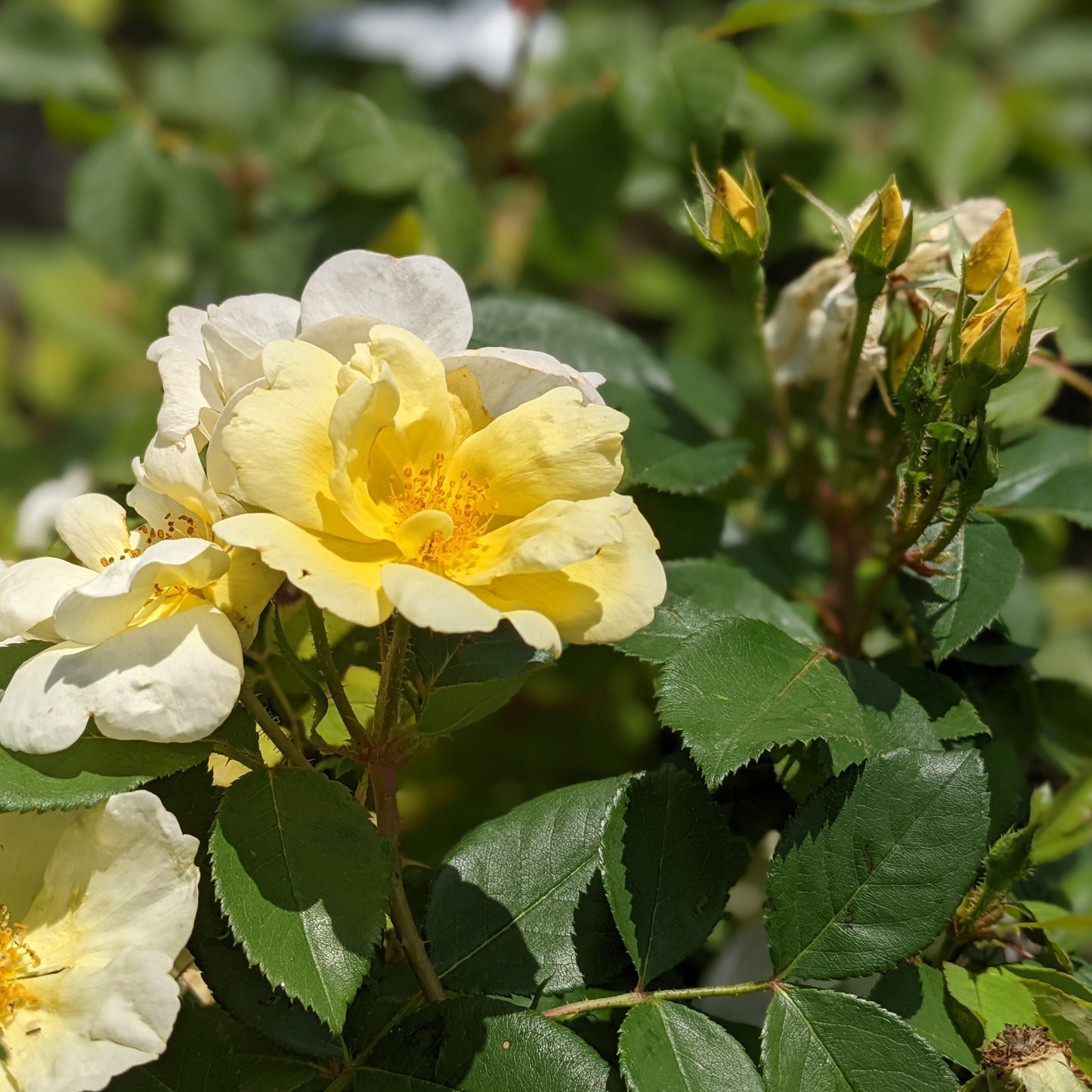 Sunny Knock Out Rose