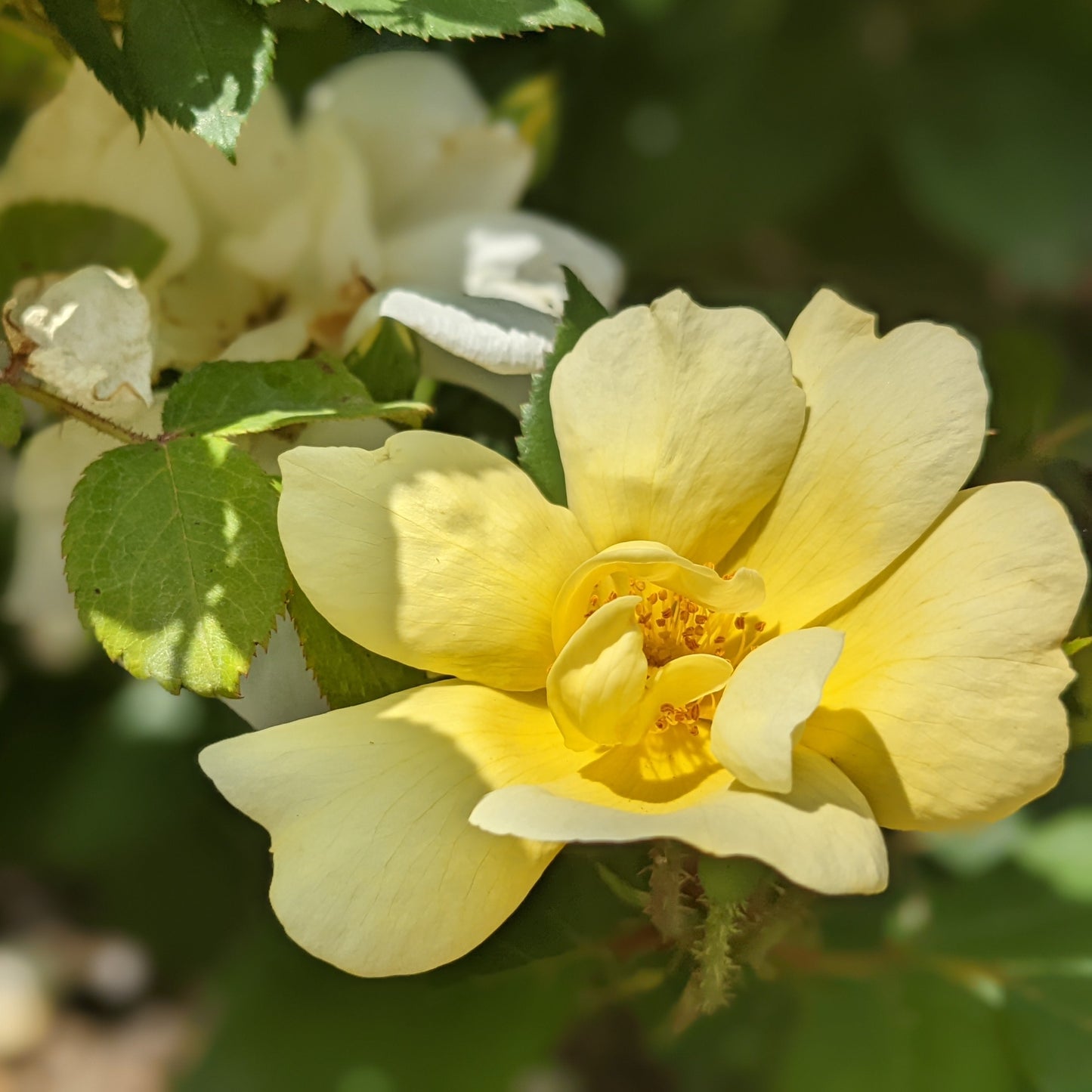Sunny Knock Out Rose