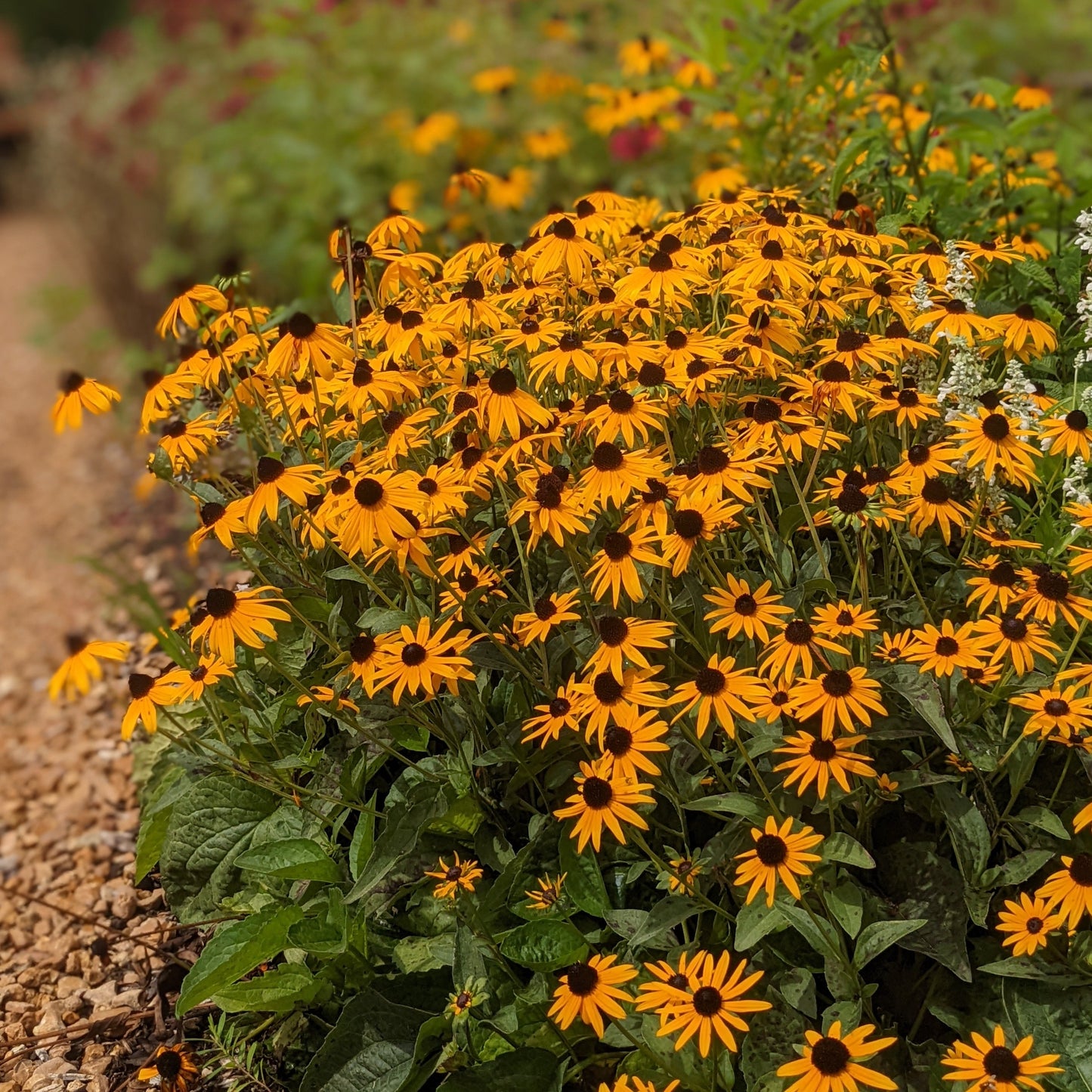 Native Black-Eyed Susan