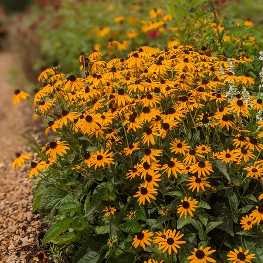 Native Black-Eyed Susan
