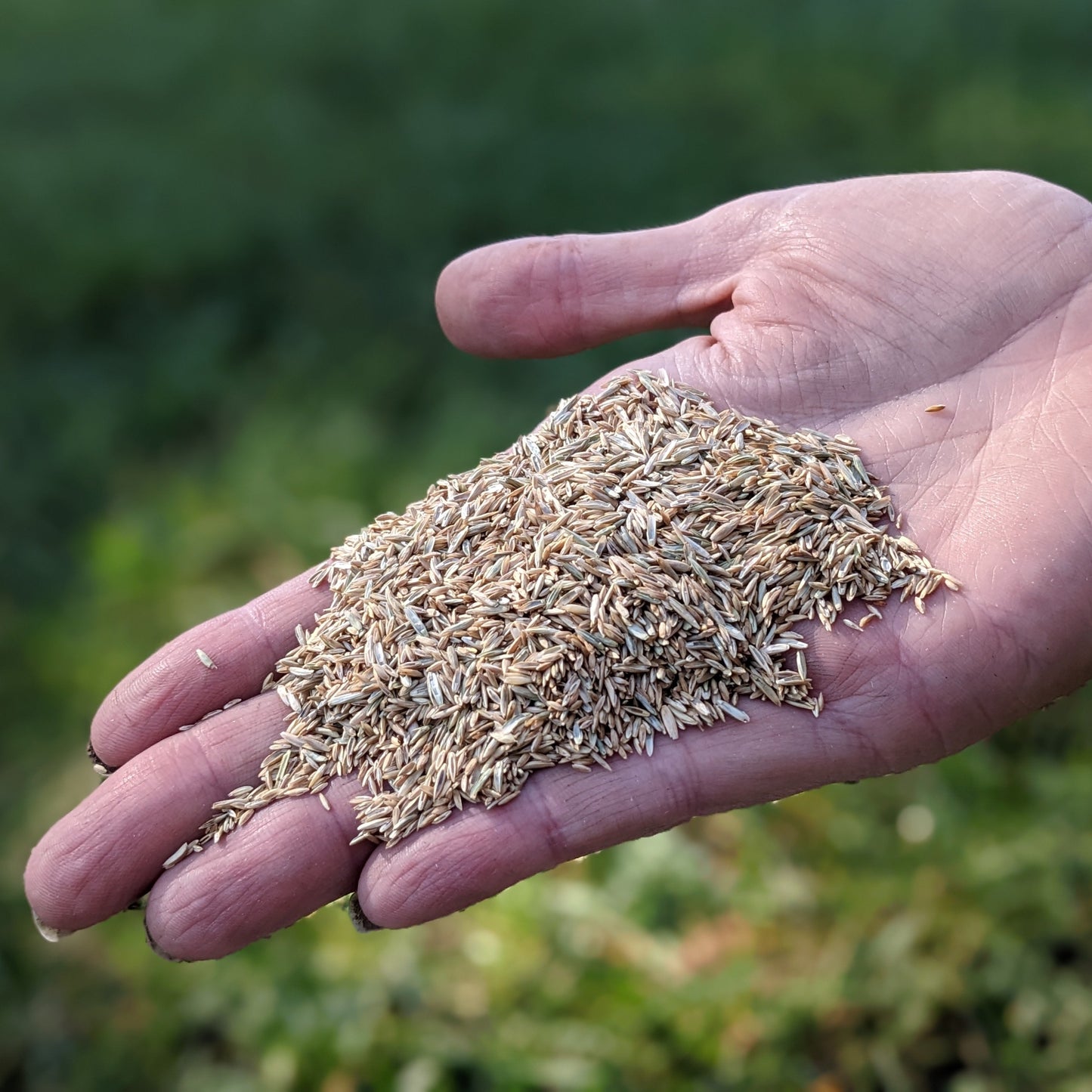 Shady Mix Grass Seed