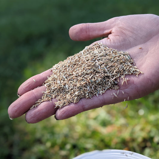 Sunny Mix Grass Seed