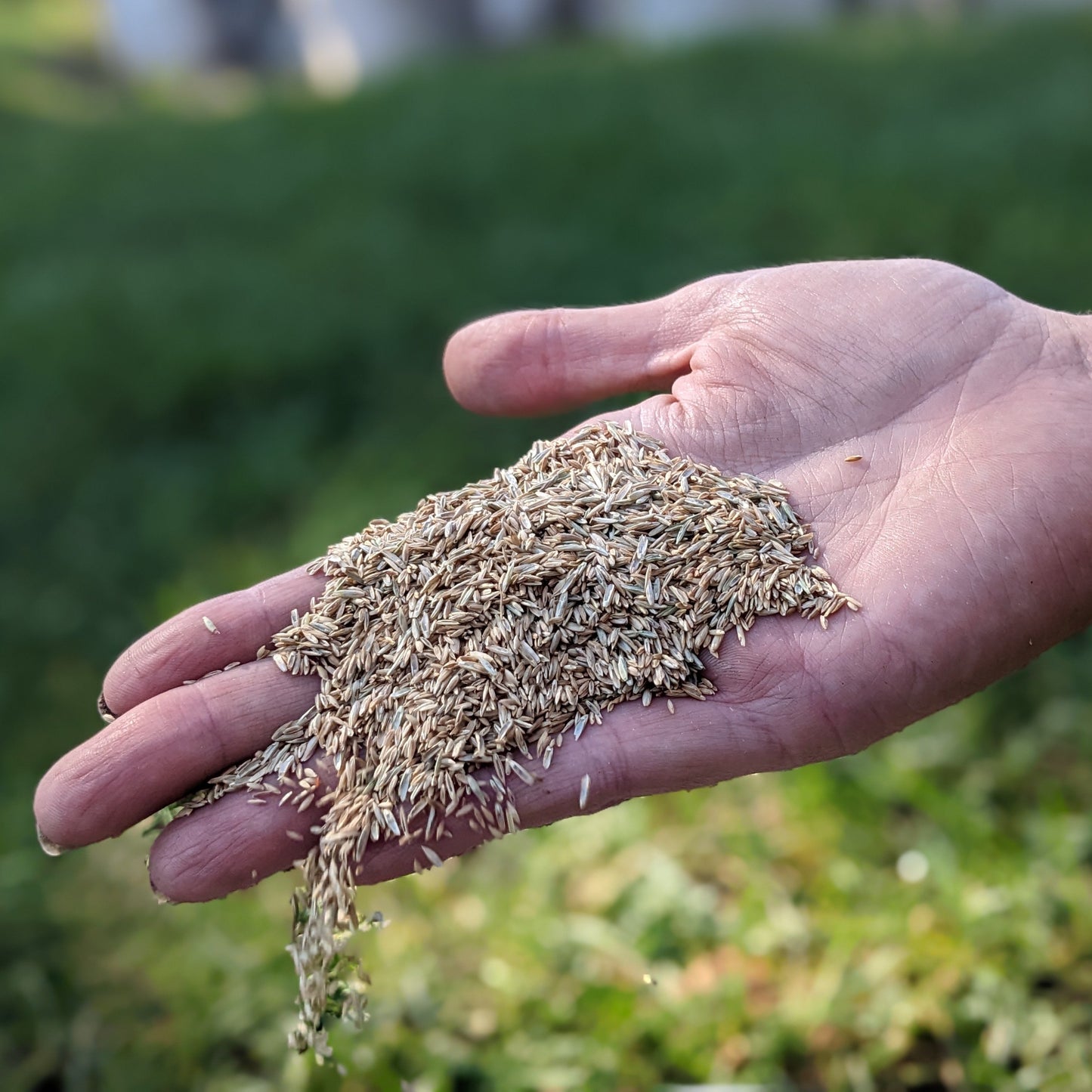 All-Purpose Mix Grass Seed