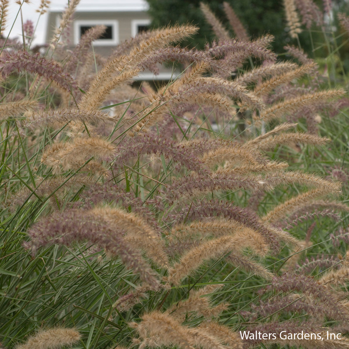 Karley Rose Dwarf Fountain Grass