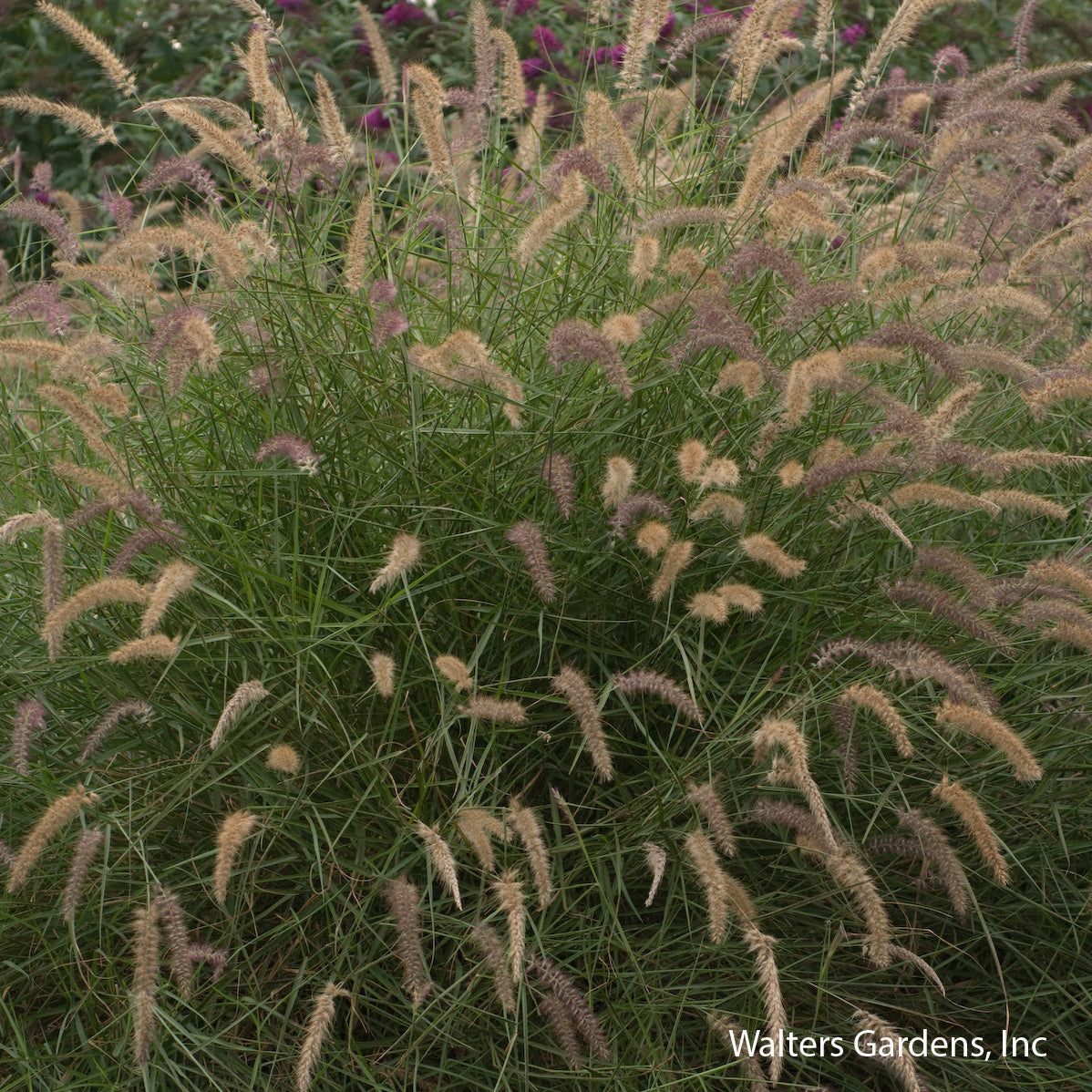 Karley Rose Dwarf Fountain Grass