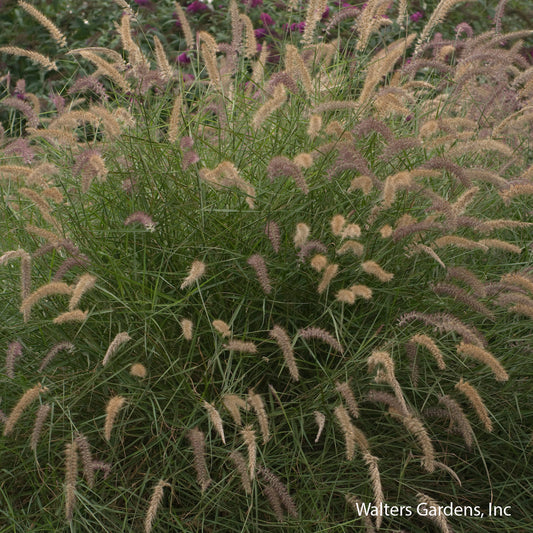Karley Rose Dwarf Fountain Grass