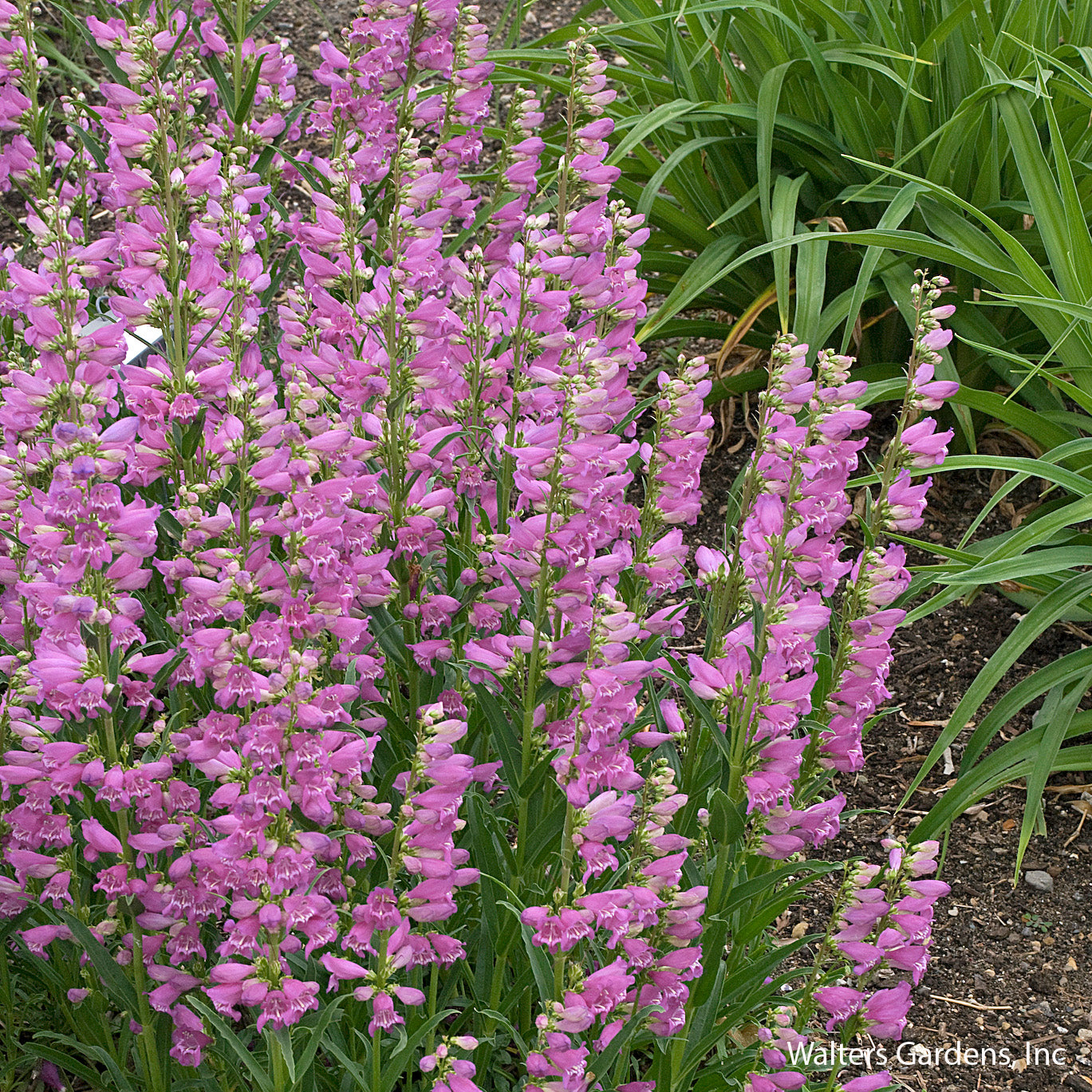 Prairie Dusk Beardtongue
