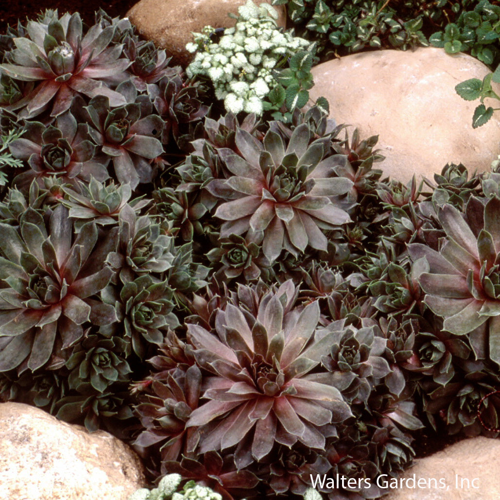 Hens & Chicks